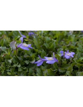 Mazus Blue
