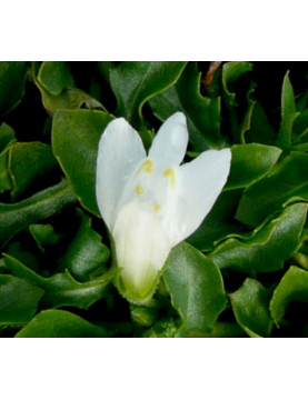 Mazus White