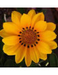 Moon Glow Gazania