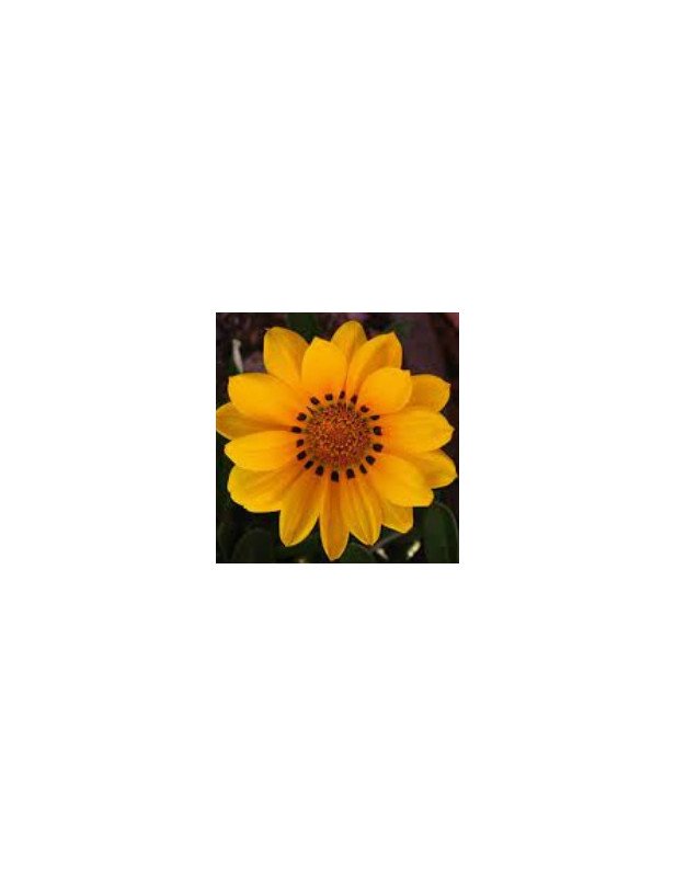 Moon Glow Gazania