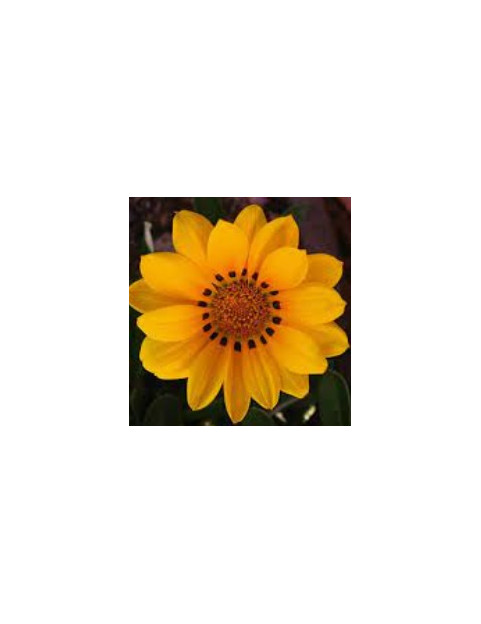 Moon Glow Gazania