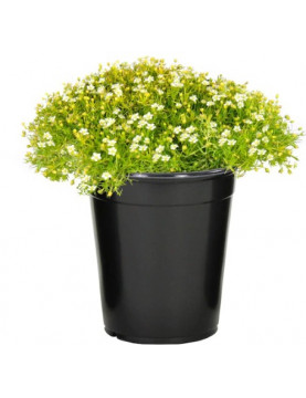 Moss Irish