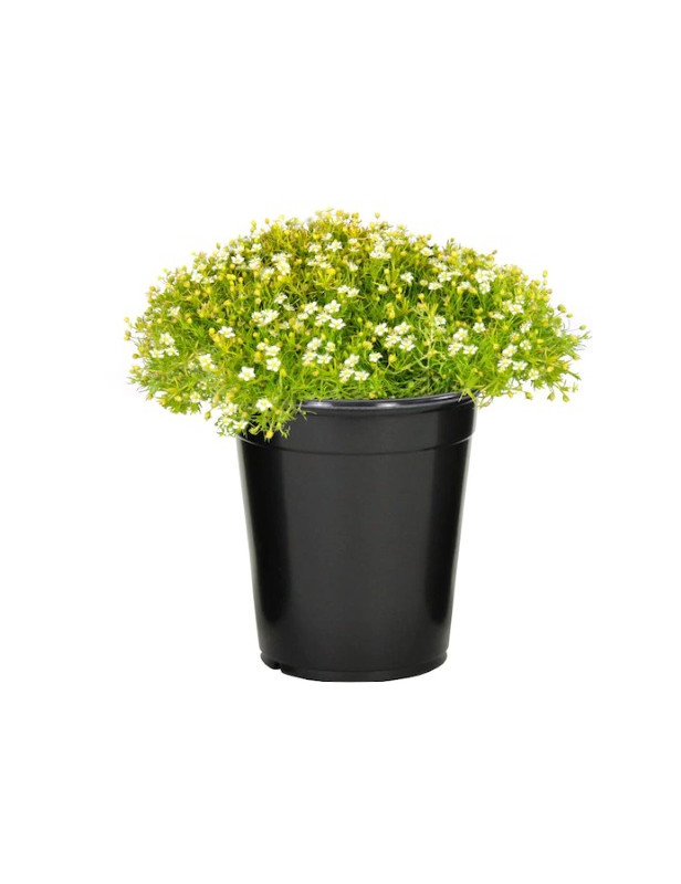 Moss Irish