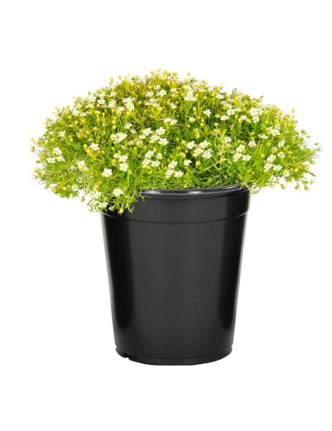 Moss Irish