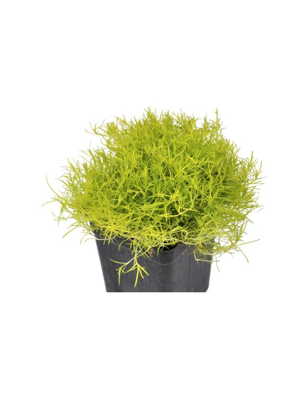 Moss Scoth