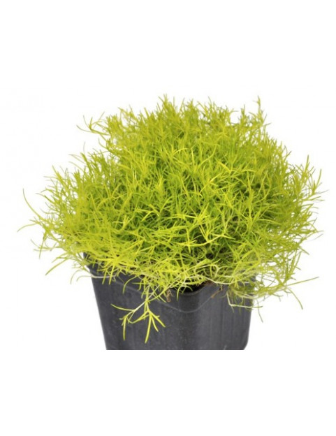 Moss Scoth