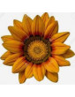 Orange Gazania Trailing