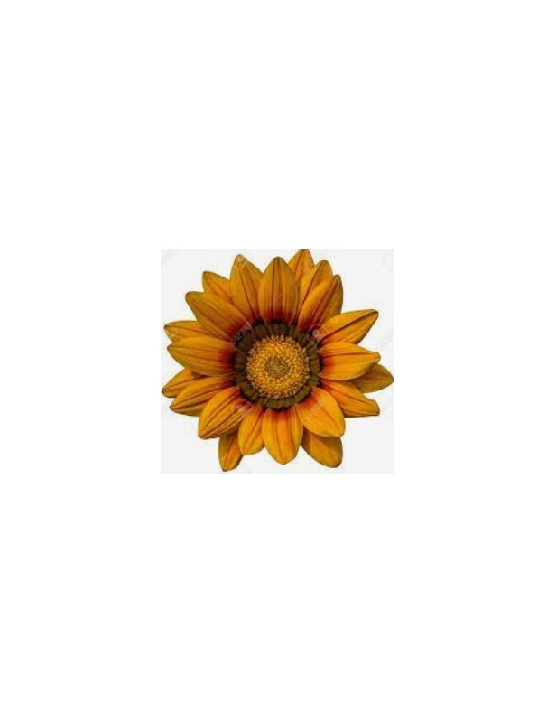 Orange Gazania Trailing