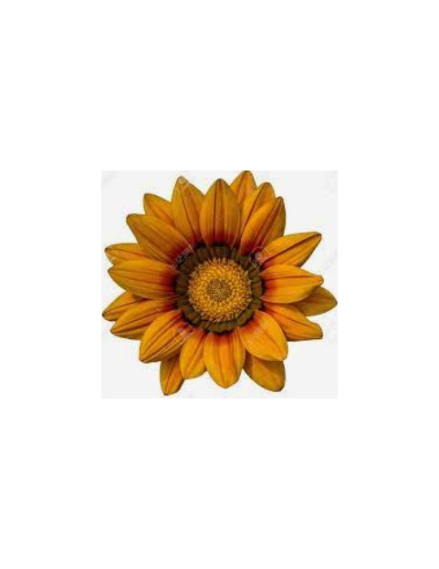 Orange Gazania Trailing