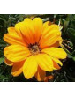 Orange Sunburst Gazania