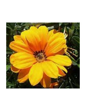 Orange Sunburst Gazania