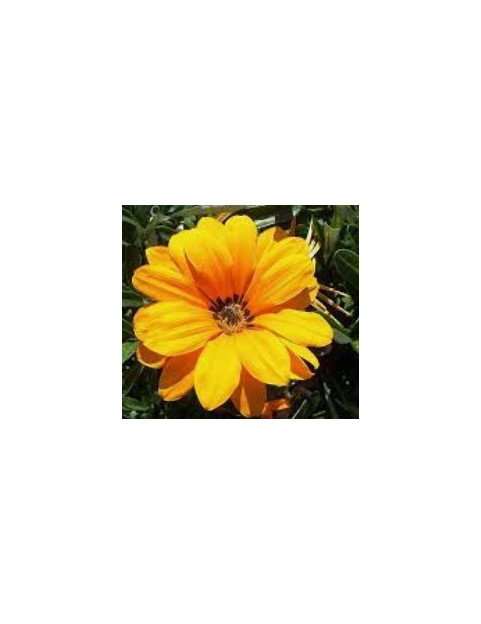 Orange Sunburst Gazania