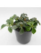 Pachysandra