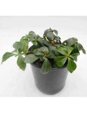 Pachysandra