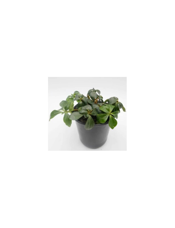 Pachysandra