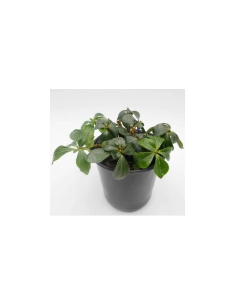 Pachysandra