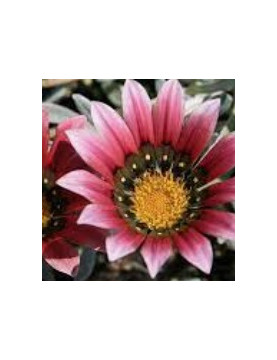 Pink Gazania Trailing
