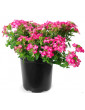 Pink Verbena