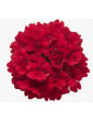 Red Verbena