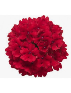Red Verbena