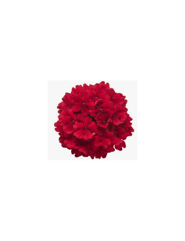 Red Verbena