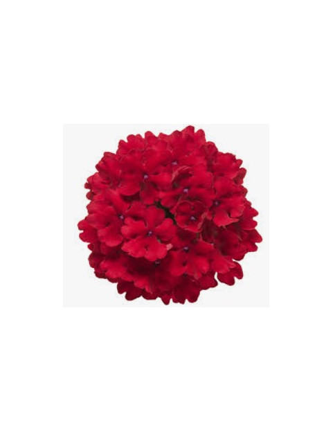 Red Verbena