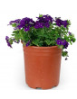 Purple Verbena