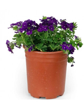 Purple Verbena