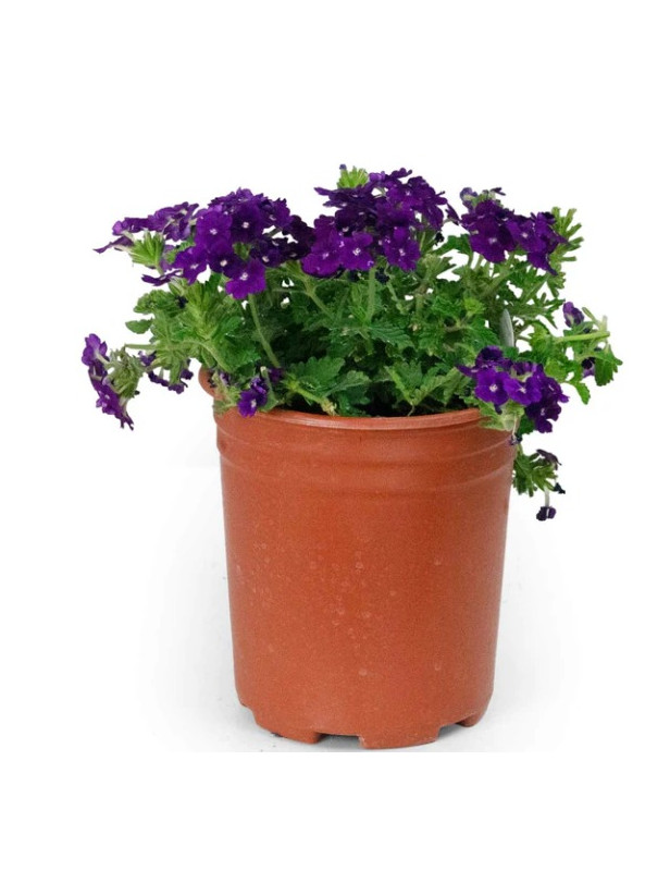 Purple Verbena