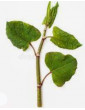 Polygonium