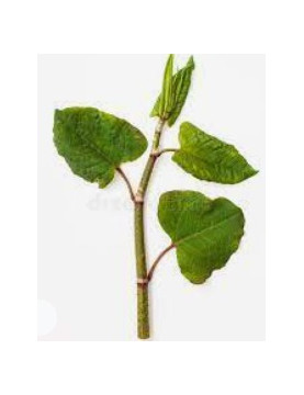 Polygonium