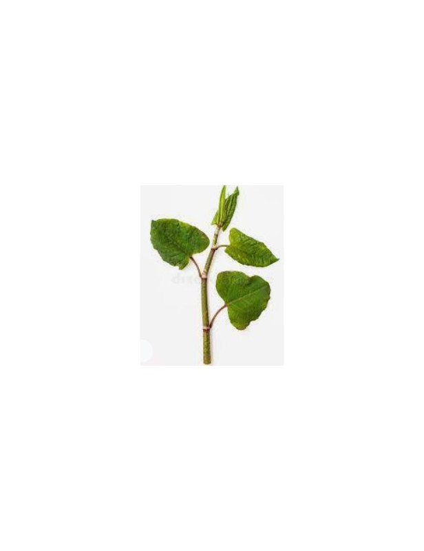Polygonium