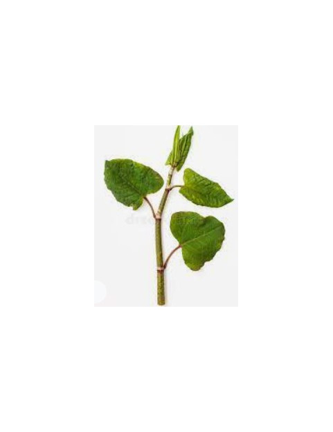 Polygonium