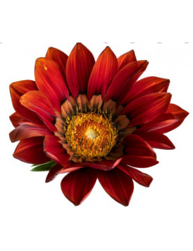 Red Gazania Trailing