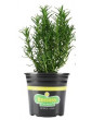 Trailing Rosemary 