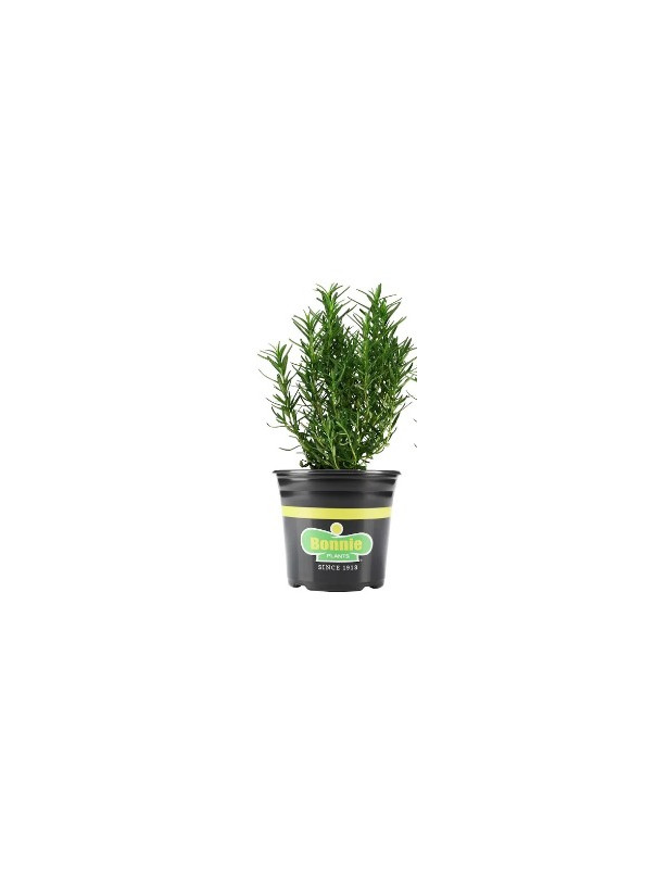 Trailing Rosemary 