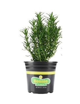 Upright Rosemary 