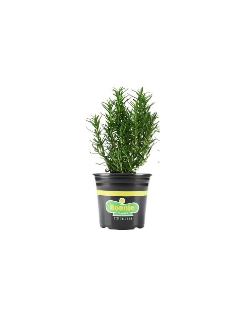 Upright Rosemary 
