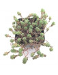 Angelicum Sedum