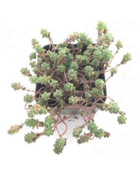 Angelicum Sedum