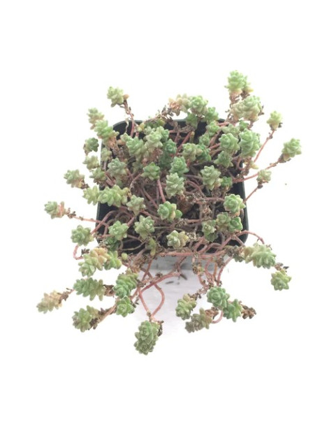 Angelicum Sedum