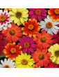 Zinnia Zahara Mix