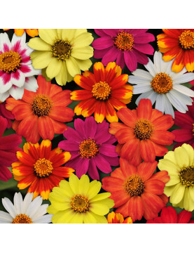 Zinnia Zahara Mix