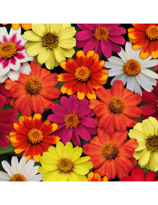 Zinnia Zahara Mix