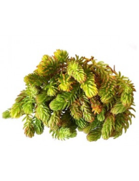 Angelina Gold Sedum