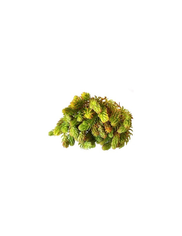 Angelina Gold Sedum