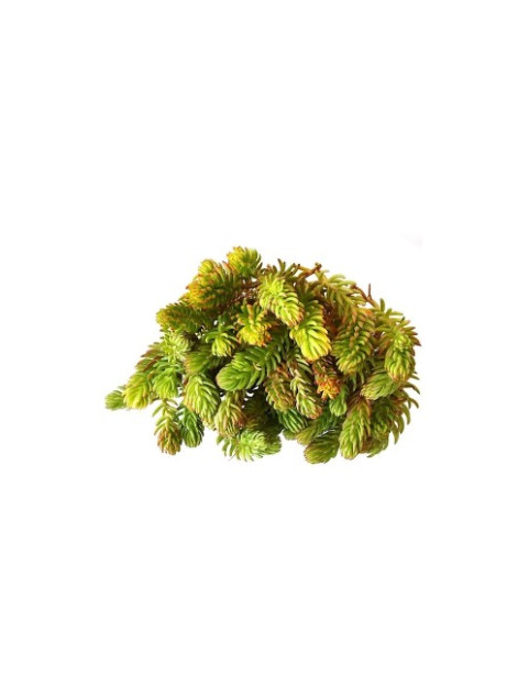 Angelina Gold Sedum