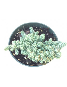 Bevifolium Sedum