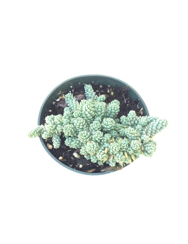 Bevifolium Sedum