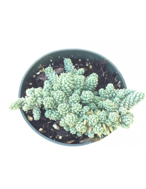 Bevifolium Sedum